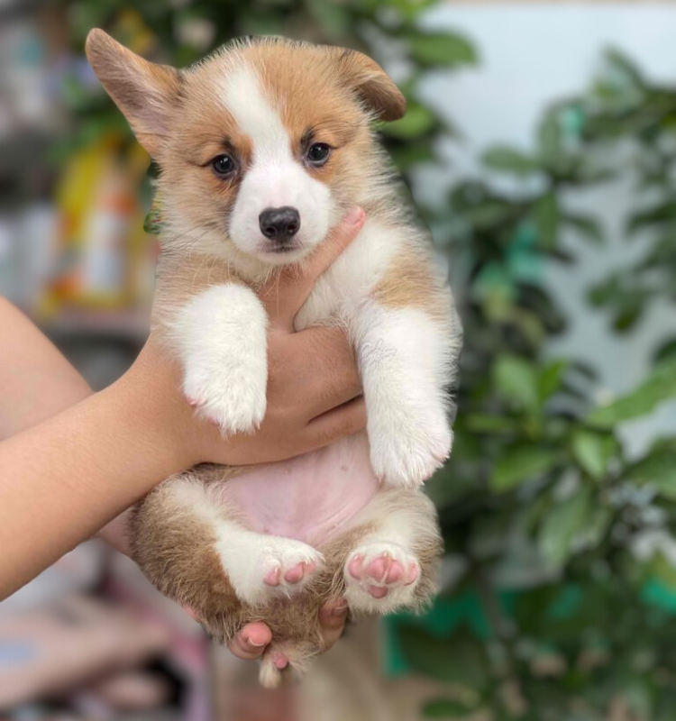 Corgi chân lùn