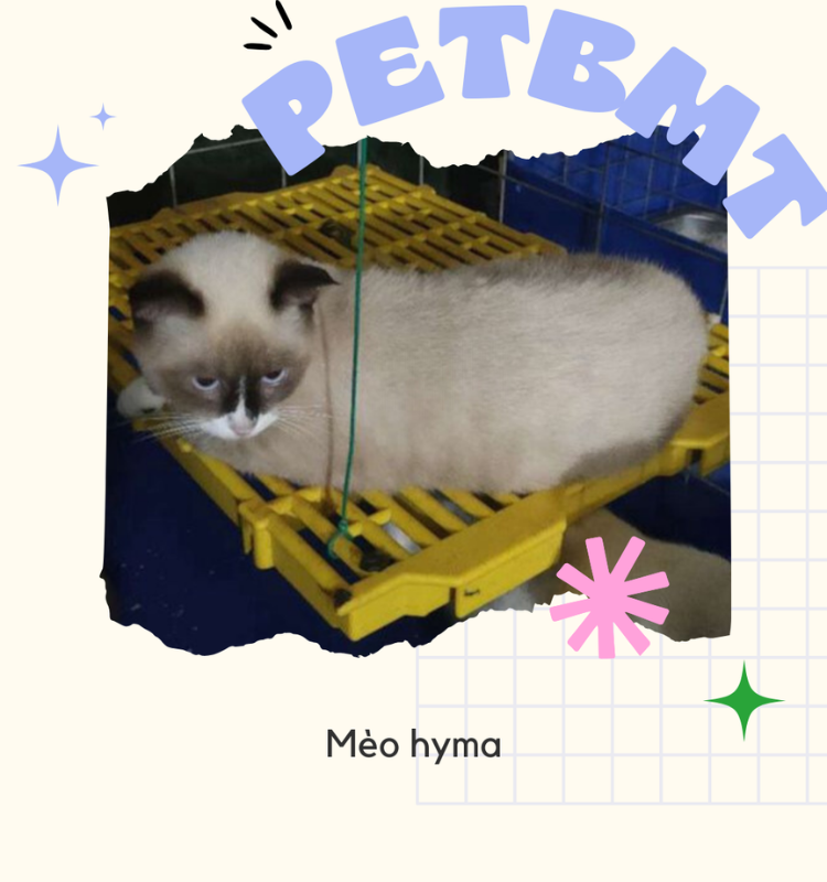 Mèo Hyma