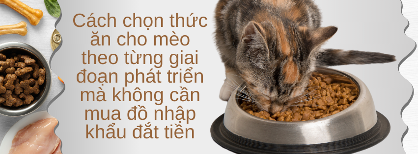 Cách chọn thức ăn cho mèo theo từng giai đoạn phát triển mà không cần mua đồ nhập khẩu đắt tiền