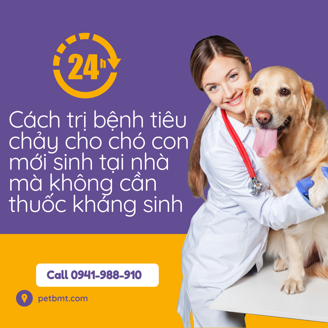 Cách trị bệnh tiêu chảy cho chó con mới sinh tại nhà mà không cần thuốc kháng sinh